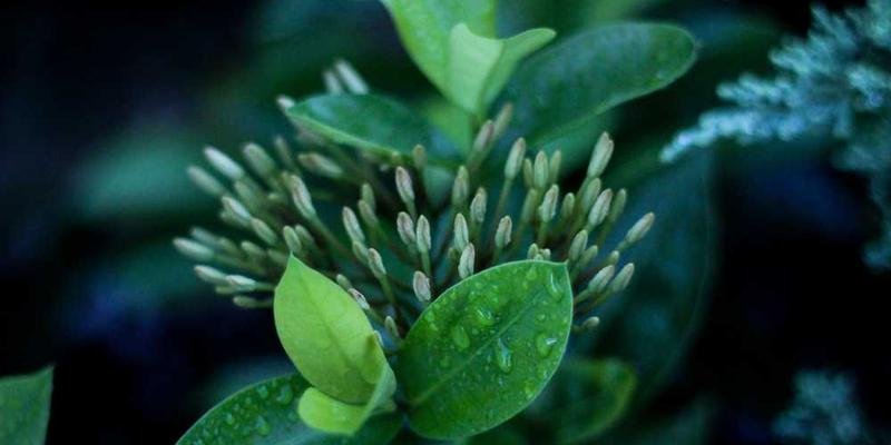 EcoStyle Campaign Image